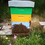 Pietra Antica * Ripatransone