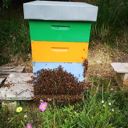 Pietra Antica * Ripatransone