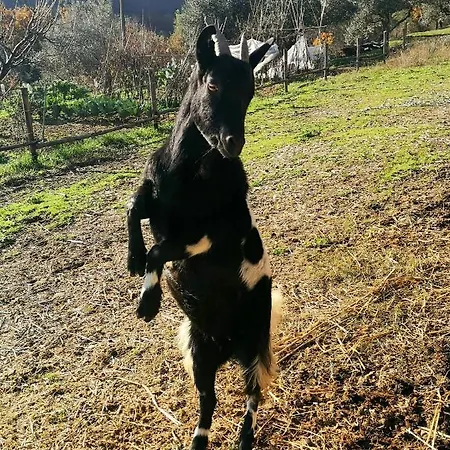 Pietra Antica Séjour à la ferme *